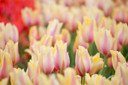 Tulipa 'Blushing Beauty' - 5 bulbs