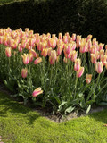 Tulipa 'Blushing Lady' - 5 bulbs