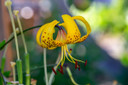 Lilium lancifolium 'Yellow Tiger Lily' - 2 bulbs