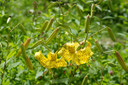 Lilium lancifolium 'Yellow Tiger Lily' - 2 bulbs