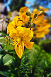 Lilium lancifolium 'Yellow Tiger Lily' - 2 bulbs