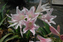 Crinum 'J.C. Harvey' (regular) - 1 bulb