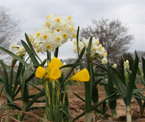 A precious and rare, but very tough Southern bulb, standing only 4"-8" high with distinctive bright yellow blooms. Zones 6-8