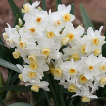 Clusters of 8-12 blooms on each stalk make for a very showy bloom, accented by a light, sweet fragrance. Zones 7-10