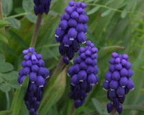 Muscari "Grape Hyacinth" - 20 bulbs