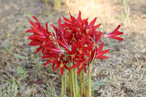 Available Now! (Pack of 2) What are those red flowers all across Central Texas? They are oxblood lilies! A September bloomer with 3 stark red blooms on each stalk. When this bulb blooms, it means cooler temperatures are on the way. Zones 6-10