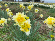 A cold-hardy bulb with a "scrambled" appeal, often found in gardens generations ago. Zones 6-8