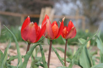 Tulipa praecox "Texas Tulip" - 2 bulbs
