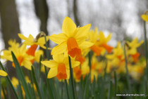 Daffodil 'Jetfire' - 5 bulbs