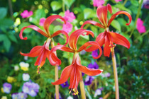 Sprekelia formosissima sp. 'Aztec Lily' - 3 bulbs