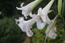 Lilium formosanum Tall 'Philippine Lily' - Four 4" pots
