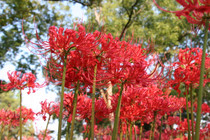 Red Spider Lily  (Lycoris radiata) Southern Heirloom Triploid - 5 bulbs 