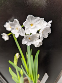 Paperwhite for Forcing Narcissus 'Ziva' -  5 bulbs
