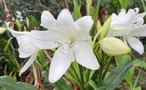 Crinum moorei 'Album' - White Crinum Lily (Small ) - 1 bulb