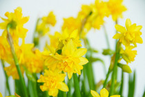 Daffodil 'Tete Boucle' - 5 bulbs