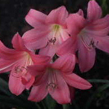 Crinum Bradley Regular Southern Bulbs