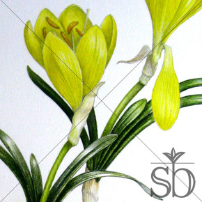 "Sternbergia lutea" dances across the canvas from the closed bud to the first stage of maturity. Sternbergia lutea is listed among the flowers believed to be the "lily of the field" mentioned in the Bible.