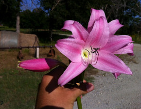 Crinum 'Bradley' (Regular) - 1 bulb Crinum 'Bradley' (Regular) - 1 bulb