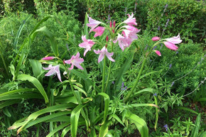 Crinum 'Bradley' (Regular) - 1 bulb Crinum 'Bradley' (Regular) - 1 bulb