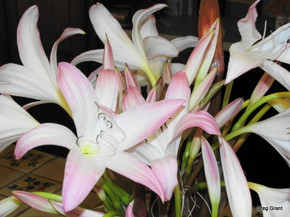 Crinum 'Summer Nocturne' - 3 bulbs