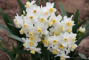 Heirloom 'Grand Primo' - 10 bulbs