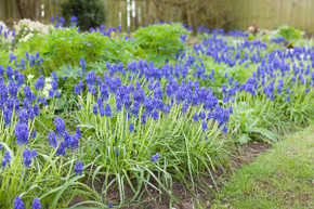 Muscari "Grape Hyacinth" - 20 bulbs Muscari "Grape Hyacinth" - 20 bulbs