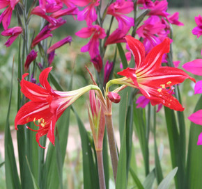 Featured here is a hardy amaryllis blooming on the Southern Bulb farm in April.
