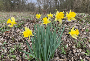 Heirloom 'Lent Lily' - 10 bulbs