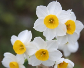 Sold Out
(Pack of 4) Crisp, clear golden cups against refined white petalsa fragrance that is just as refined to match the bulbs.  Clusters of three, four, five, six or more on one stalk. Zones 8-10