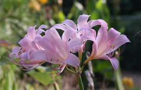 Naked Lady (Lycoris squamigera) - 2 bulbs