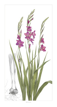 "Gladiolus byzantinus" is slender, elegant, and awe inspiring.  The classic gray background line drawing of the corm structure relates the viewer back to the first specimens collected along the southern coasts of Spain.