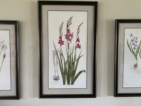 "Gladiolus byzantinus" is slender, elegant, and awe inspiring.  The classic gray background line drawing of the corm structure relates the viewer back to the first specimens collected along the southern coasts of Spain.