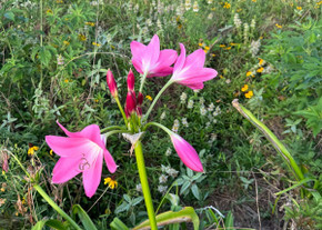 Crinum Walter Flory (Regular) - 1 bulb