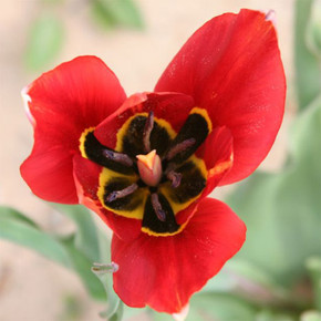 (Pack of 2) he only tulip that naturalizes in the south. No chilling or digging!