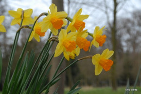 Daffodil 'Fortune' - 5 bulbs