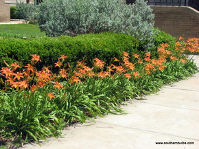 Double Orange Daylily - 5 Fleshy Roots