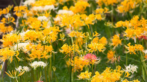 Yellow Spider Lily (Lycoris aurea) - 5 bulbs Yellow Spider Lily (Lycoris aurea) - 5 bulbs