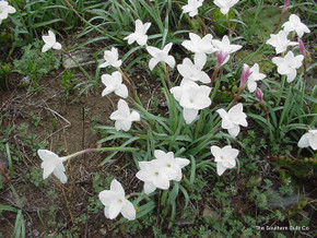 Available Now in Limited Supply! - (Pack of 5) - The Giant Prairie Lily - A Texas Native! Zones 7-10