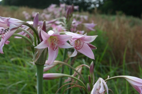 (Pack of 1) One bulb quickly grows into large clumps of five or more bulbs and send up two to three bloom stalks every year. Zones 7-10