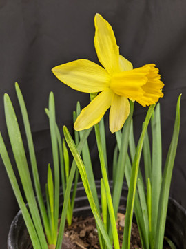 Daffodil  'February Gold' - 10 bulbs