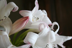 Crinum Mrs. James Hendry (Jumbo) - 1 bulb