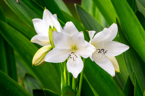 Crinum jagus (Jumbo) - 1 bulb