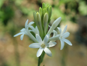 Single Tuberose (Polianthes) 5 tubers Single Tuberose (Polianthes) 5 tubers