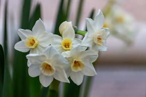 Daffodil 'Wintersun' -  bulbs 