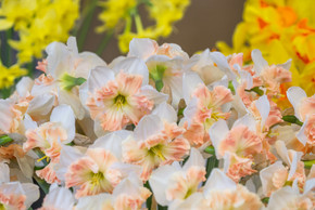 Daffodil 'Mallee' - 5 bulbs Daffodil 'Mallee' - 5 bulbs