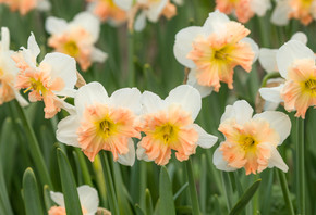 Daffodil 'Mallee' - 5 bulbs Daffodil 'Mallee' - 5 bulbs