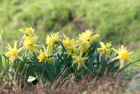 Daffodil 'Rip Van Winkle' - 5 bulbs