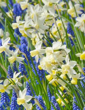 Daffodil 'Sailboat' - 5 bulbs