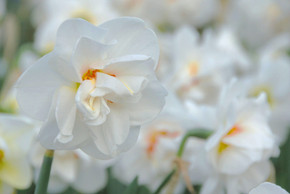 Daffodil 'Acropolis' - 5 bulbs