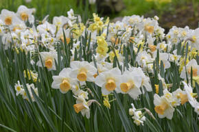 Daffodil 'Salome' - 5 bulbs